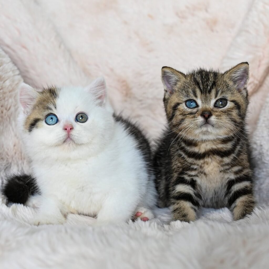 -Lion King & Tiger Woods-Baby Dutch 🖤 Katerina Male 🐣⏰ - 26 April 25